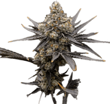 Oreoz Clone