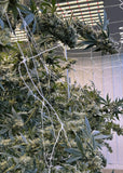 Papaya Bomb Clone