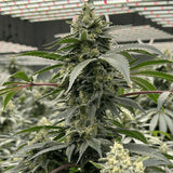 Papaya Bomb Clone