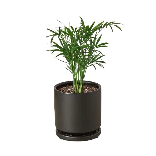 parlor palm hydroponic Parlor Palm – MASS Hydroponics