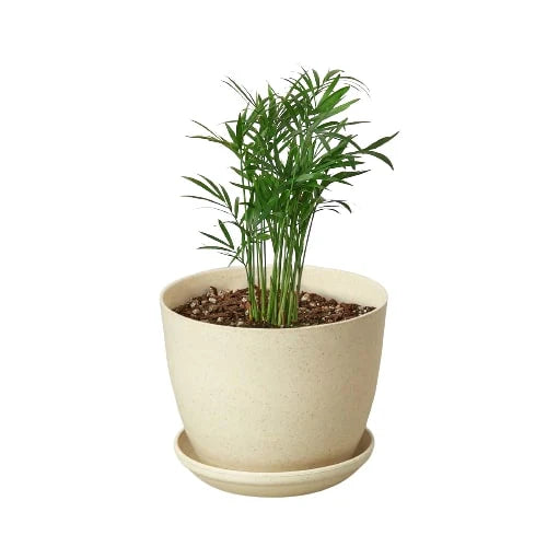 parlor palm hydroponic Parlor Palm – MASS Hydroponics