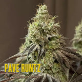 Pave Runtz Clone