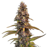 Peachez Clone