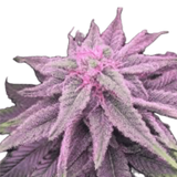 Pink Lemonade Clone