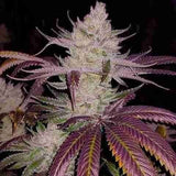 Platinum Cookies Clone