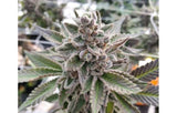 Platinum Garlic Clone