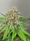 Mass Medical Strains - Prayer Pupil