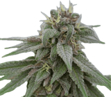 Pure Kush Clone