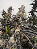 Purple Pineapple Clone