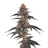 Purple Pineapple Clone