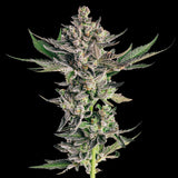 Grapes & Cream Clone