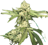 San Fernando Valley OG "SFV OG" Clone