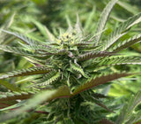 Satsuma Sherbert Clone
