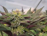 Strawberry Biscotti Clone