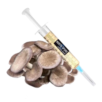 Black King Mushroom Liquid Culture Syringe