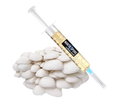 Snow Oyster Mushroom Liquid Culture Syringe