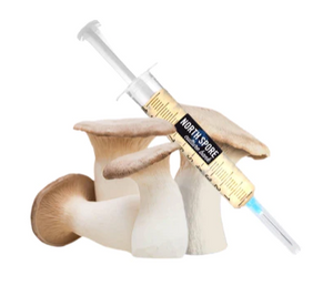 King Trumpet Mushroom Liquid Culture Syringe