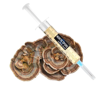 Turkey Tail Mushroom Liquid Culture Syringe
