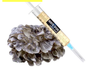 Hen of the Woods (Maitake) Mushroom Liquid Culture Syringe