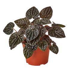 Peperomia 'Ripple Red'