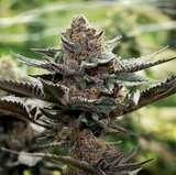 Piff Co #3 Clone