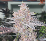 Cherry Paloma Clone
