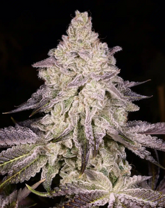 Dark Rainbow Clone