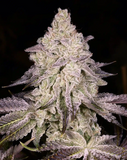 Dark Rainbow Clone