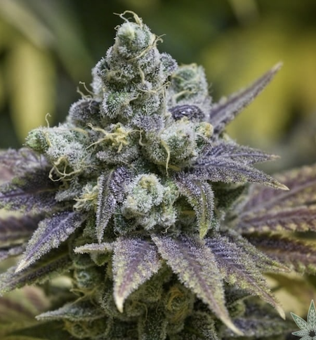 Grape Ape Clone