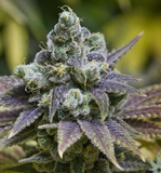 Grape Ape Clone