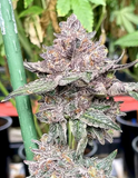 Bubblegum Gelato 2.0 cannabis clone rooted in a peat plug