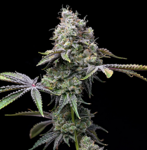 Ghost OG Clone