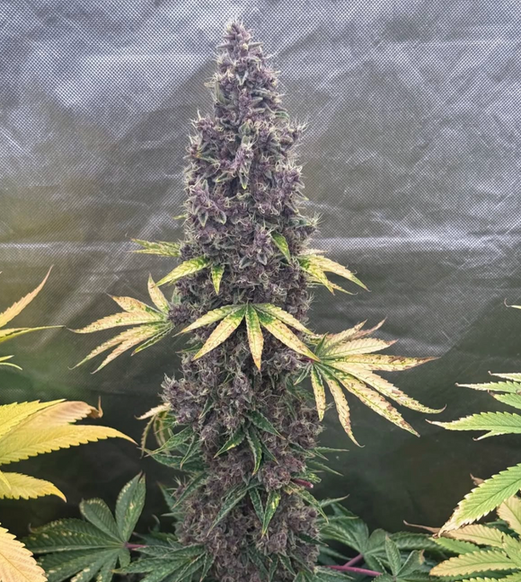 Mass Medical Strains - Goji Pupil