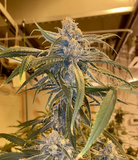 Blue Dream Santa Cruz Cut cannabis clone rooted in a peat plug