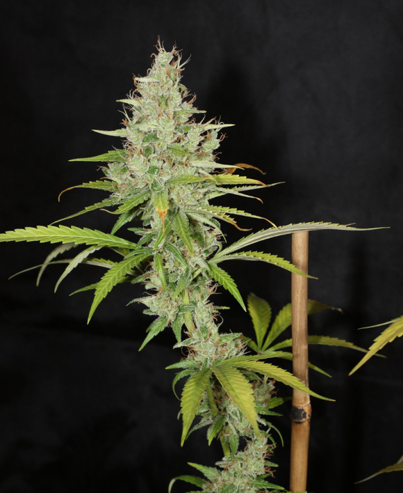 Mass Medical Strains - Heritage Haze