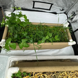 Grassroots Auto Pot Bed