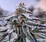 Purple Milk Clone