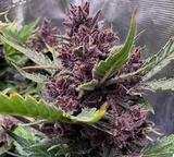 Purple Haze cannabis clone in starter pot