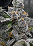 Ice Phineset Clone