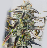 Jenny Kush Clone