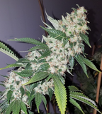 Afghani Clone