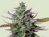 Blue Cheese Clone