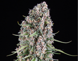 Blue Cheese Gelato Clone