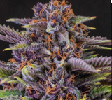 Forbidden Fruit Clone