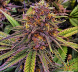 Gelato #33 Clone