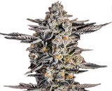 Gelato #41 Clone