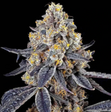 Golden Ticket Clone