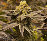 Grape Cookies Clone
