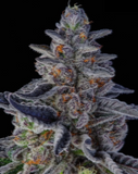 Purple Milk Clone