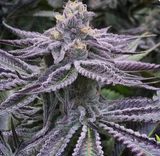 Purple Punch Clone